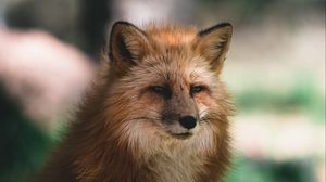 Preview wallpaper fox, glance, animal, brown, fluffy