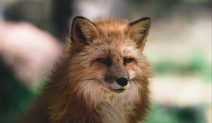 Preview wallpaper fox, glance, animal, brown, fluffy