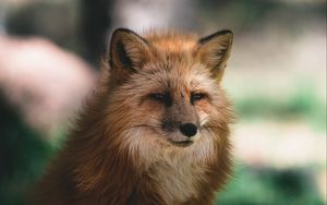 Preview wallpaper fox, glance, animal, brown, fluffy