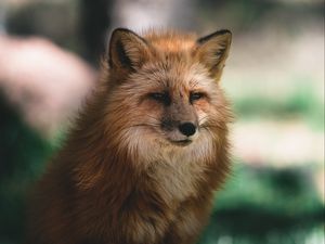 Preview wallpaper fox, glance, animal, brown, fluffy