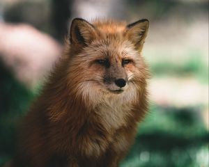 Preview wallpaper fox, glance, animal, brown, fluffy