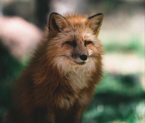 Preview wallpaper fox, glance, animal, brown, fluffy