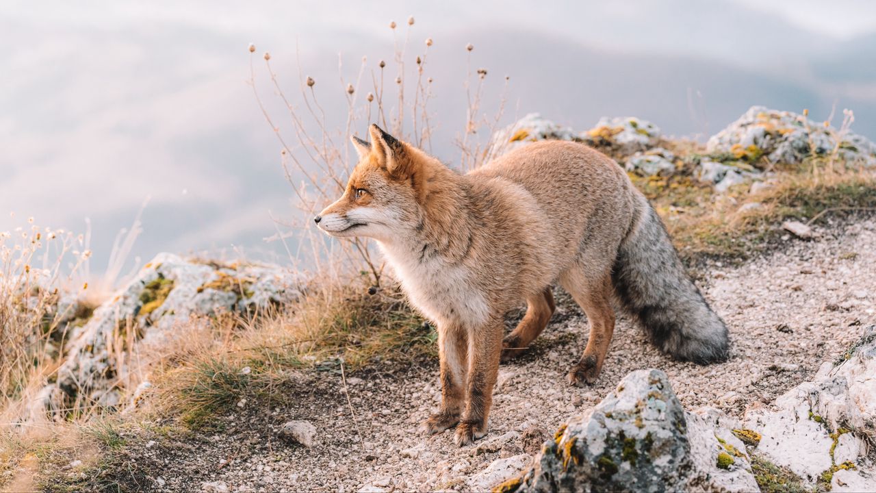 Wallpaper fox, glance, animal, brown, wildlife