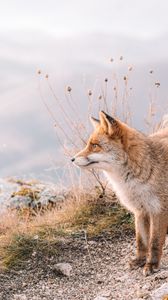 Preview wallpaper fox, glance, animal, brown, wildlife