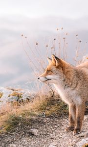 Preview wallpaper fox, glance, animal, brown, wildlife