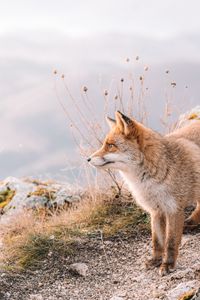 Preview wallpaper fox, glance, animal, brown, wildlife