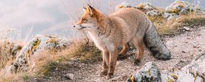 Preview wallpaper fox, glance, animal, brown, wildlife