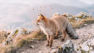 Preview wallpaper fox, glance, animal, brown, wildlife