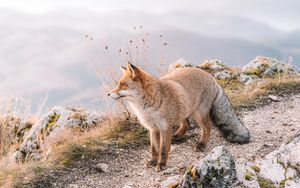 Preview wallpaper fox, glance, animal, brown, wildlife