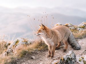 Preview wallpaper fox, glance, animal, brown, wildlife