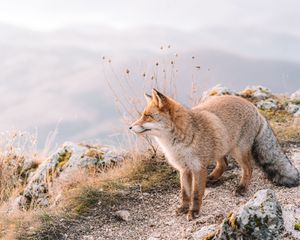 Preview wallpaper fox, glance, animal, brown, wildlife