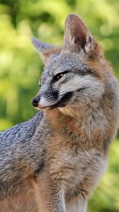 Preview wallpaper fox, glance, animal, predator