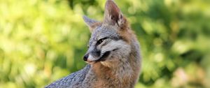 Preview wallpaper fox, glance, animal, predator