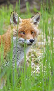 Preview wallpaper fox, glance, animal, grass, wildlife