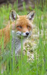 Preview wallpaper fox, glance, animal, grass, wildlife