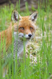 Preview wallpaper fox, glance, animal, grass, wildlife