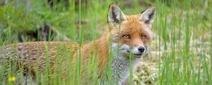 Preview wallpaper fox, glance, animal, grass, wildlife