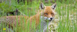 Preview wallpaper fox, glance, animal, grass, wildlife