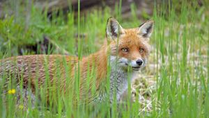 Preview wallpaper fox, glance, animal, grass, wildlife