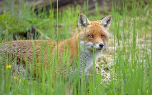 Preview wallpaper fox, glance, animal, grass, wildlife