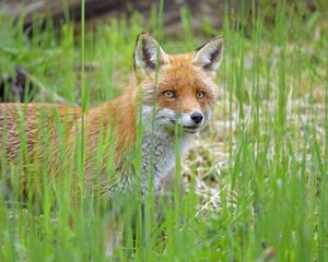 Preview wallpaper fox, glance, animal, grass, wildlife