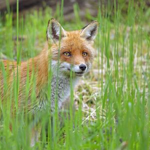 Preview wallpaper fox, glance, animal, grass, wildlife