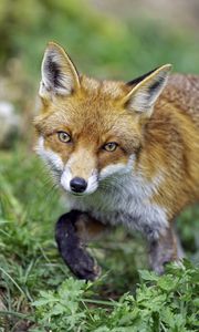 Preview wallpaper fox, glance, movement, paw, wildlife, grass