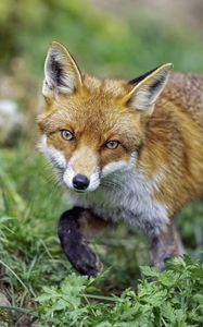 Preview wallpaper fox, glance, movement, paw, wildlife, grass