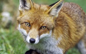 Preview wallpaper fox, glance, movement, paw, wildlife, grass