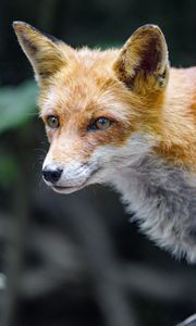 Preview wallpaper fox, glance, muzzle, predator
