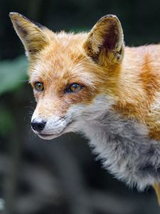 Preview wallpaper fox, glance, muzzle, predator
