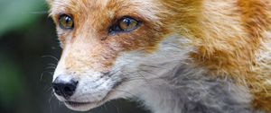 Preview wallpaper fox, glance, muzzle, predator
