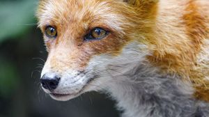 Preview wallpaper fox, glance, muzzle, predator