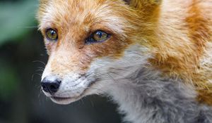 Preview wallpaper fox, glance, muzzle, predator
