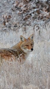 Preview wallpaper fox, glance, muzzle, predator, grass