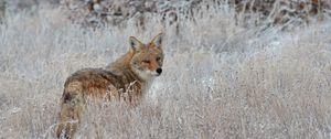 Preview wallpaper fox, glance, muzzle, predator, grass
