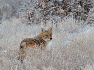 Preview wallpaper fox, glance, muzzle, predator, grass