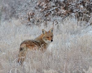 Preview wallpaper fox, glance, muzzle, predator, grass