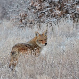 Preview wallpaper fox, glance, muzzle, predator, grass