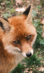 Preview wallpaper fox, glance, wildlife, animal