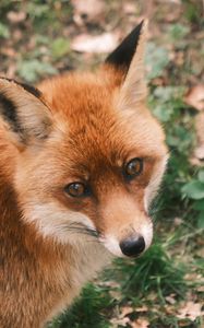 Preview wallpaper fox, glance, wildlife, animal