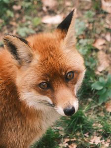 Preview wallpaper fox, glance, wildlife, animal