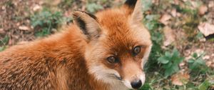 Preview wallpaper fox, glance, wildlife, animal