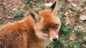 Preview wallpaper fox, glance, wildlife, animal