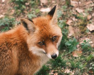 Preview wallpaper fox, glance, wildlife, animal