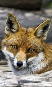 Preview wallpaper fox, glance, wildlife