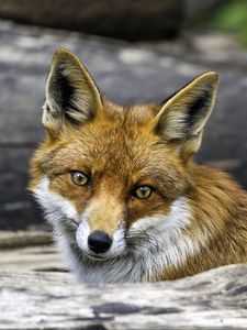 Preview wallpaper fox, glance, wildlife
