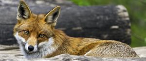 Preview wallpaper fox, glance, wildlife