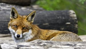 Preview wallpaper fox, glance, wildlife