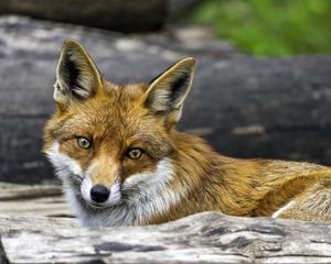 Preview wallpaper fox, glance, wildlife